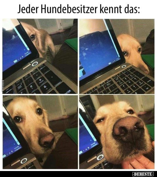 Jeder Hundebesitzer kennt das.. - Lustige Bilder | DEBESTE.de