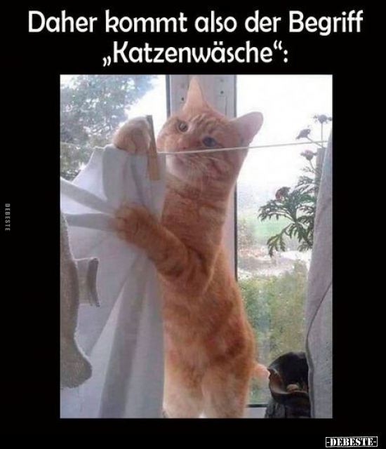 Daher kommt also der Begriff "Katzenwäsche".. - Lustige Bilder | DEBESTE.de