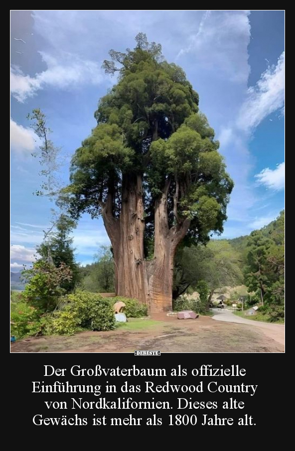 Der Großvaterbaum als offizielle Einführung.. - Lustige Bilder | DEBESTE.de