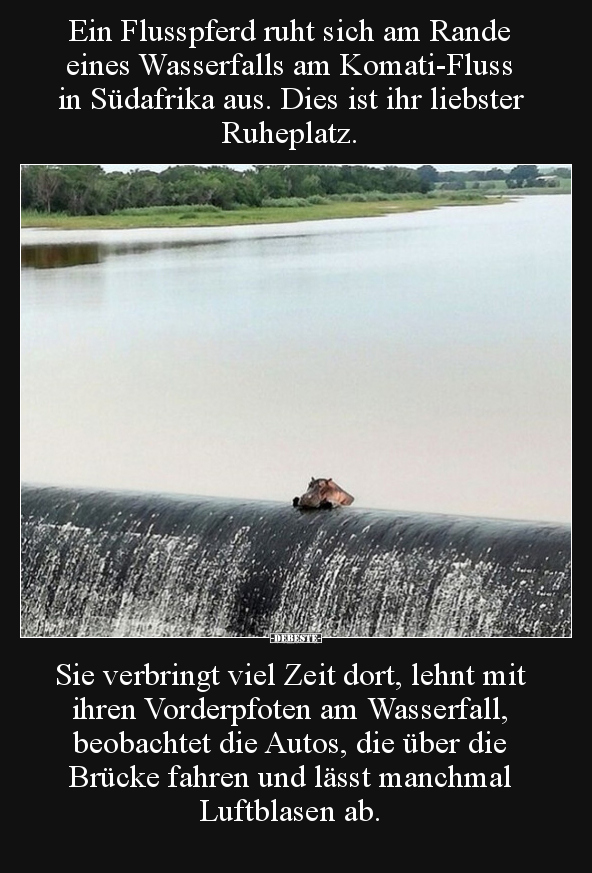 Ein Flusspferd ruht sich am Rande eines Wasserfalls am.. - Lustige Bilder | DEBESTE.de