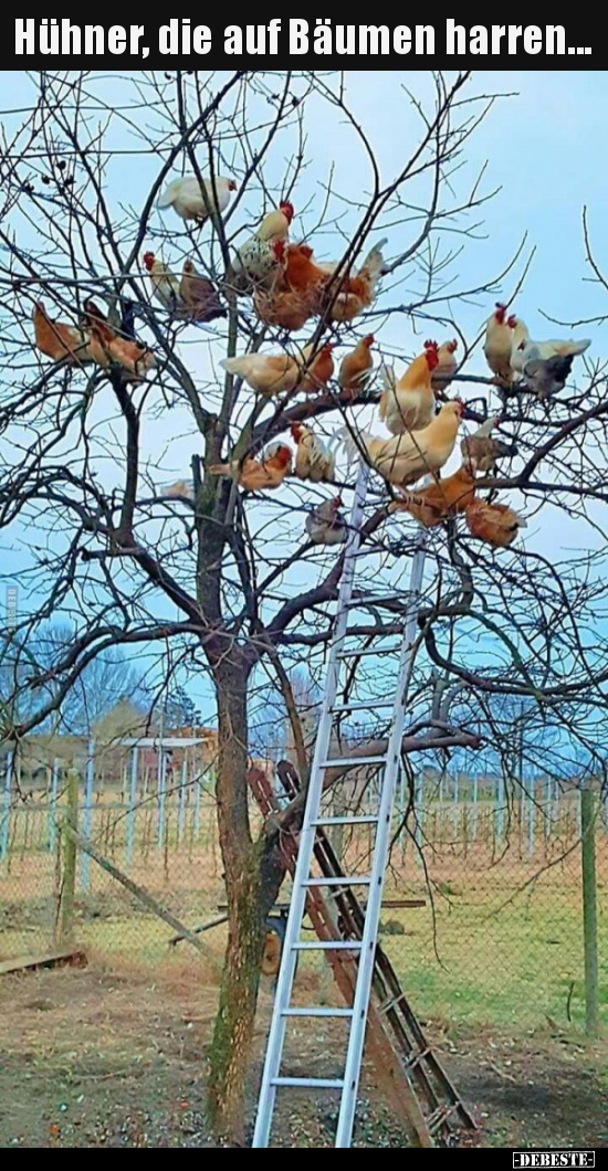 Hühner, die auf Bäumen harren... - Lustige Bilder | DEBESTE.de