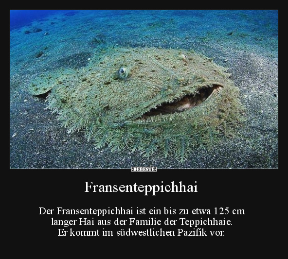 Fransenteppichhai. - Lustige Bilder | DEBESTE.de