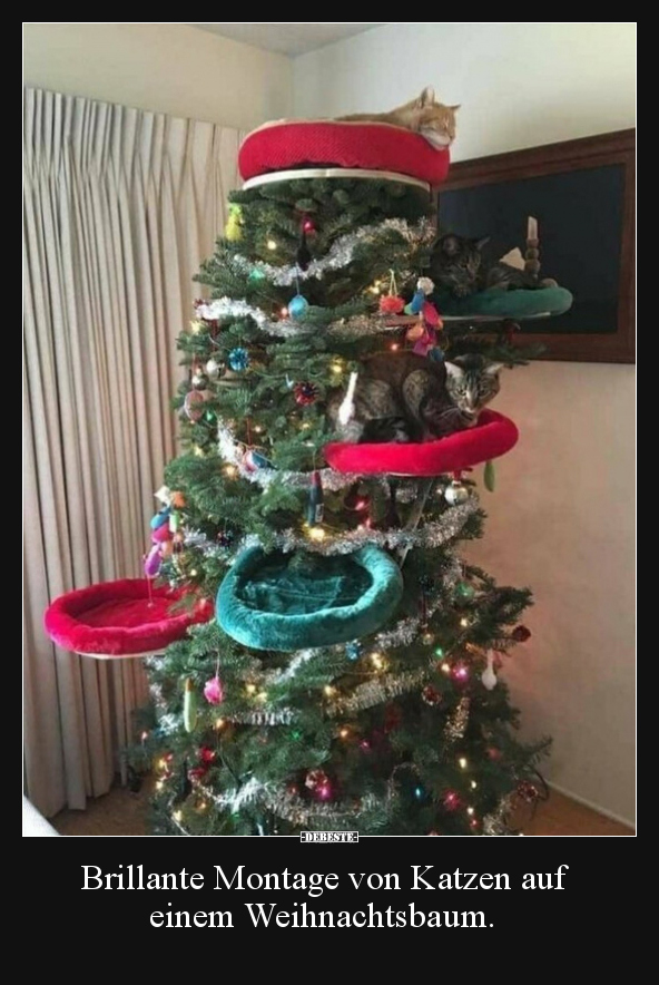 Brillante Montage von Katzen auf einem Weihnachtsbaum... - Lustige Bilder | DEBESTE.de