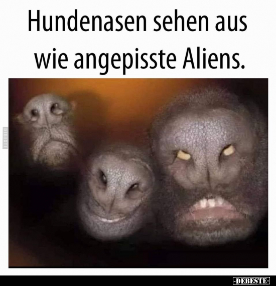 Hundenasen sehen aus wie angepisste Aliens... - Lustige Bilder | DEBESTE.de