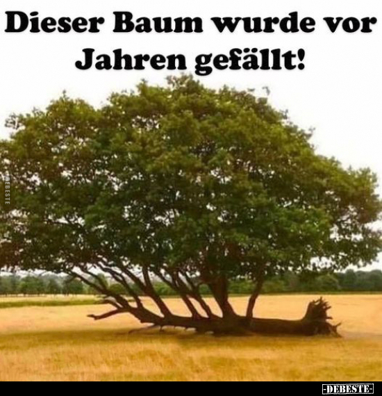 Dieser Baum wurde vor Jahren gefällt!.. - Lustige Bilder | DEBESTE.de