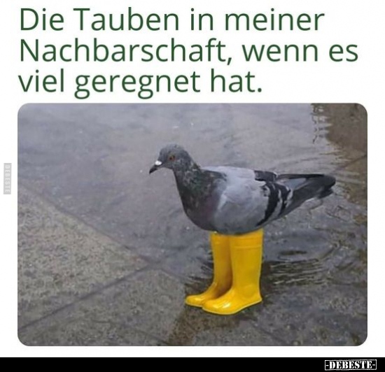 Die Tauben in meiner Nachbarschaft, wenn es viel geregnet.. - Lustige Bilder | DEBESTE.de