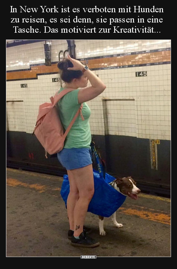 In New York ist es verboten mit Hunden zu reisen, es sei.. - Lustige Bilder | DEBESTE.de