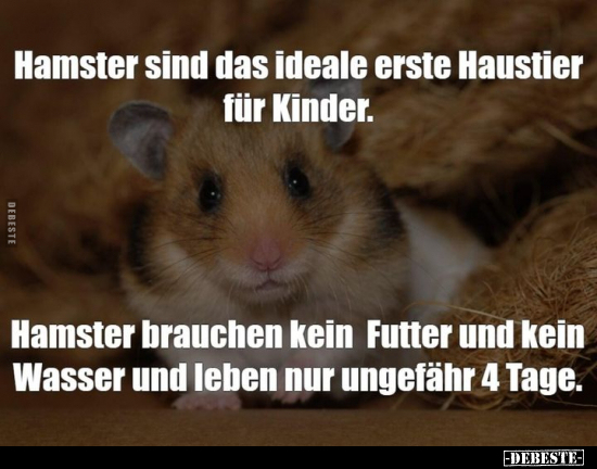 Hamster sind das ideale erste Haustier für Kinder.. - Lustige Bilder | DEBESTE.de