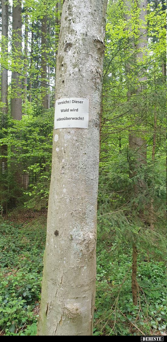 Vorsicht! Dieser Wald wird videoüberwacht!.. - Lustige Bilder | DEBESTE.de