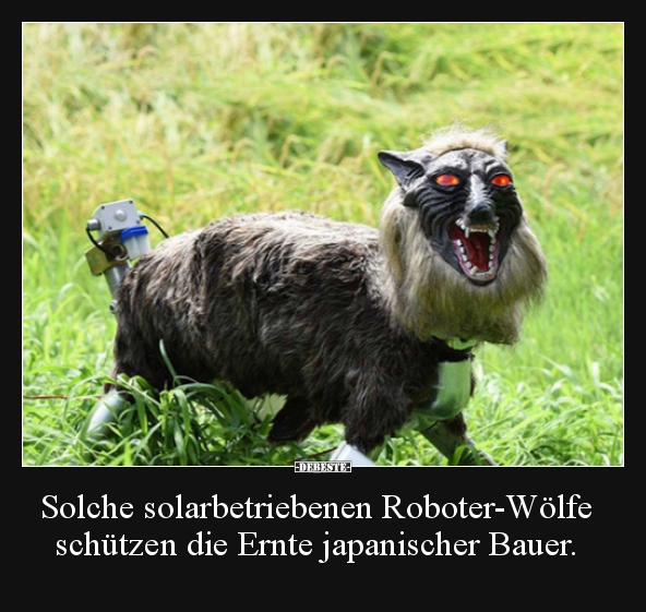 Solche solarbetriebenen Roboter-Wölfe schützen die Ernte.. - Lustige Bilder | DEBESTE.de
