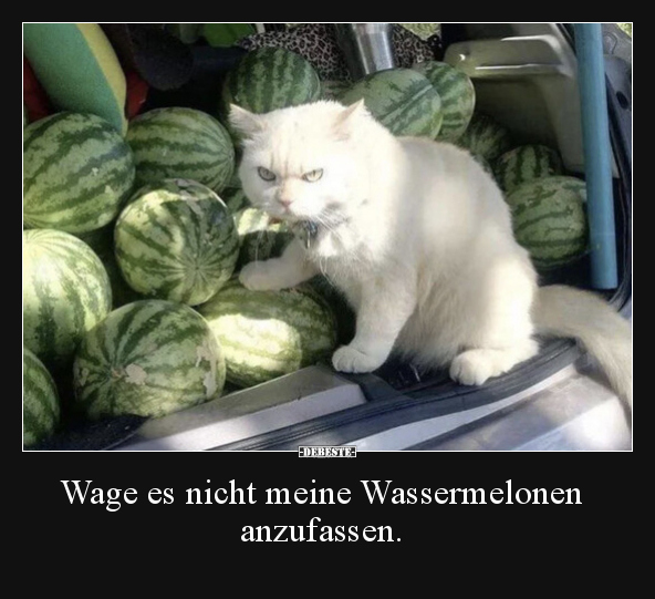Wage es nicht meine Wassermelonen anzufassen... - Lustige Bilder | DEBESTE.de