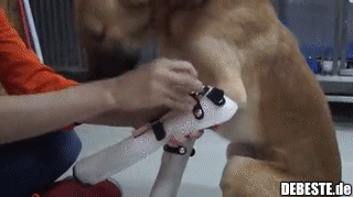 Freude eines Hundes nach Erhalt einer neuen Pfotenprothese. - Lustige Bilder | DEBESTE.de