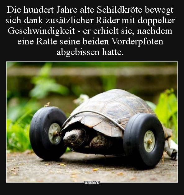 Die hundert Jahre alte Schildkröte bewegt sich dank.. - Lustige Bilder | DEBESTE.de