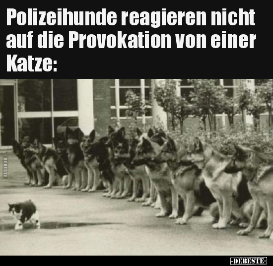 Polizeihunde reagieren nicht auf die Provokation von einer.. - Lustige Bilder | DEBESTE.de