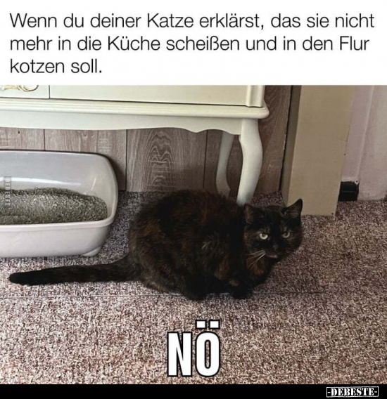 Wenn du deiner Katze erklärst, das sie nicht mehr in die.. - Lustige Bilder | DEBESTE.de