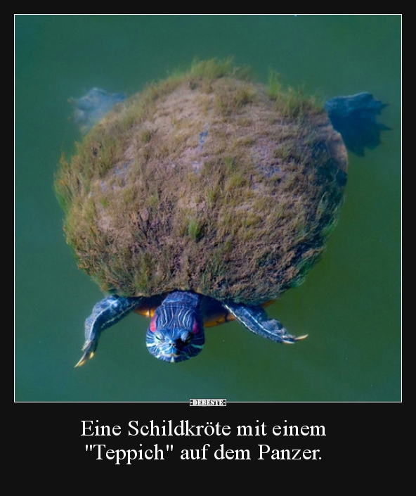 Eine Schildkröte mit einem "Teppich" auf dem Panzer... - Lustige Bilder | DEBESTE.de