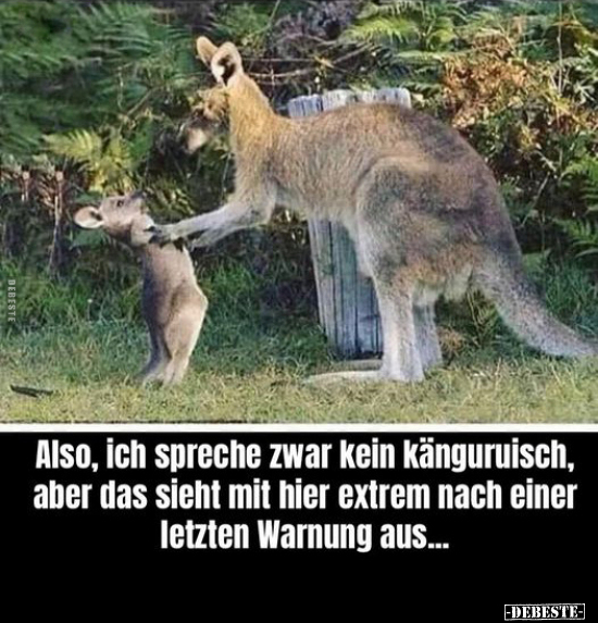Also, ich spreche zwar kein känguruisch, aber das sieht mit.. - Lustige Bilder | DEBESTE.de
