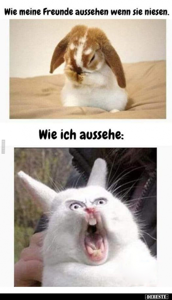 Wie meine Freunde aussehen wenn sie niesen.. - Lustige Bilder | DEBESTE.de