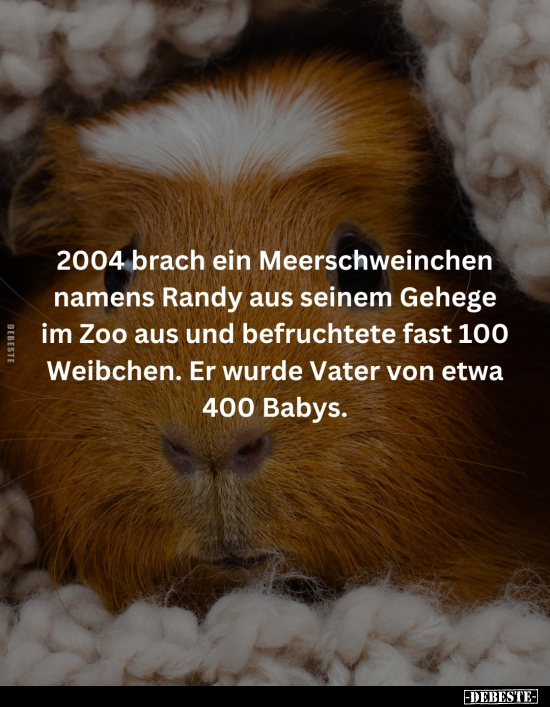 2004 brach ein Meerschweinchen namens Randy aus seinem.. - Lustige Bilder | DEBESTE.de