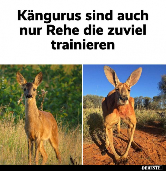 Kängurus sind auch nur Rehe die zuviel trainieren... - Lustige Bilder | DEBESTE.de
