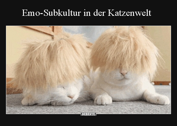 Emo-Subkultur in der Katzenwelt.. - Lustige Bilder | DEBESTE.de