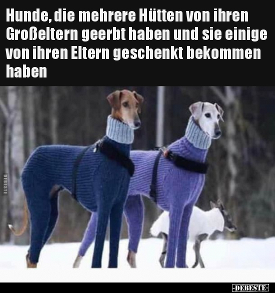 Hunde, die mehrere Hütten von ihren Großeltern geerbt haben.. - Lustige Bilder | DEBESTE.de