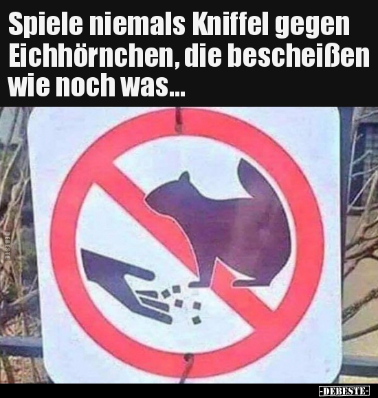 Spiele niemals Kniffel gegen Eichhörnchen, die bescheißen.. - Lustige Bilder | DEBESTE.de