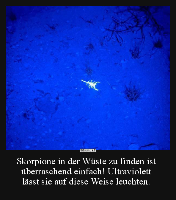 Skorpione in der Wüste zu finden ist überraschend.. - Lustige Bilder | DEBESTE.de