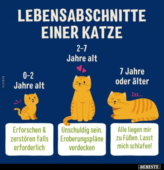 Lebensabschnitte einer Katze.. - Lustige Bilder | DEBESTE.de