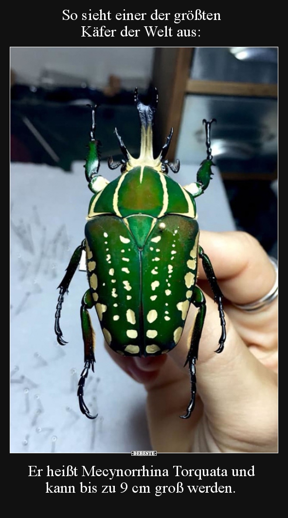 So sieht einer der größten Käfer der Welt aus.. | Lustige Bilder ...