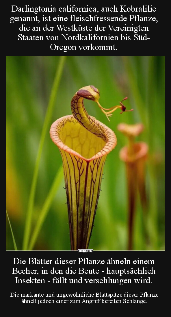 Darlingtonia californica, auch Kobralilie genannt, ist eine.. - Lustige Bilder | DEBESTE.de