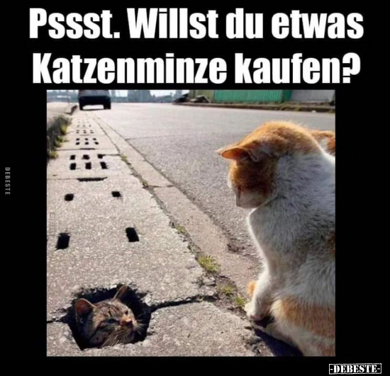 Pssst. Willst du etwas Katzenminze kaufen?.. - Lustige Bilder | DEBESTE.de
