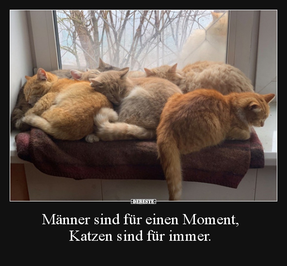 Männer sind für einen Moment, Katzen sind für immer... - Lustige Bilder | DEBESTE.de