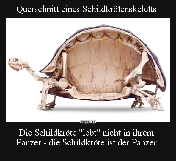 Querschnitt eines Schildkrötenskeletts. - Lustige Bilder | DEBESTE.de