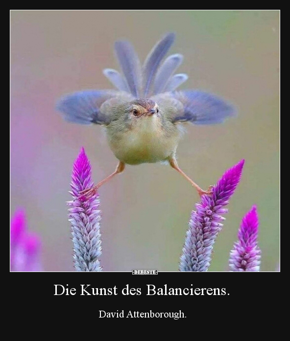 Die Kunst des Balancierens. David Attenborough... - Lustige Bilder | DEBESTE.de