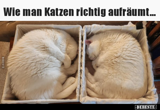 Wie man Katzen richtig aufräumt... - Lustige Bilder | DEBESTE.de