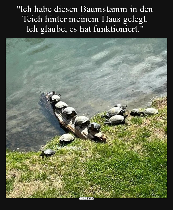 "Ich habe diesen Baumstamm in den Teich hinter meinem Haus.." - Lustige Bilder | DEBESTE.de
