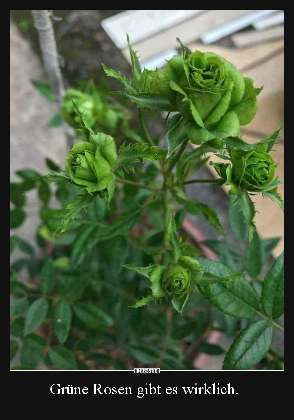 Grüne Rosen gibt es wirklich... - Lustige Bilder | DEBESTE.de