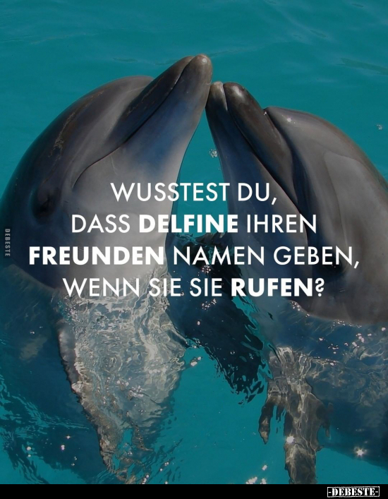 Wusstest du, dass Delfine ihren Freunden Namen geben, wenn.. - Lustige Bilder | DEBESTE.de