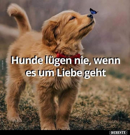 Hunde lügen nie, wenn es um Liebe geht. - Lustige Bilder | DEBESTE.de