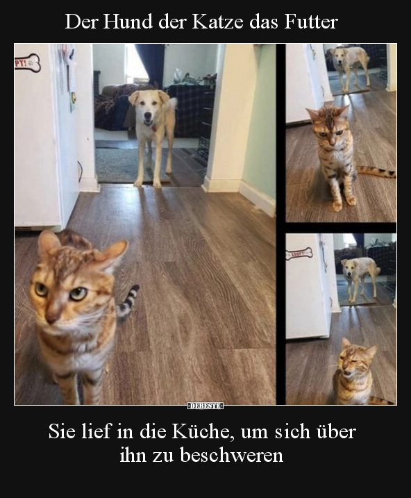 Der Hund der Katze das Futter.. - Lustige Bilder | DEBESTE.de