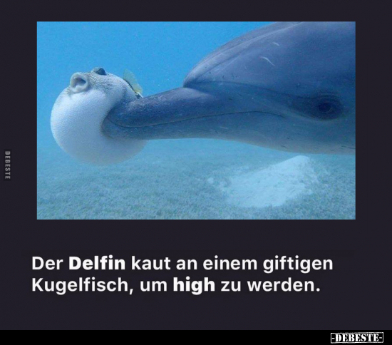 Der Delfin kaut an einem giftigen Kugelfisch.. - Lustige Bilder | DEBESTE.de