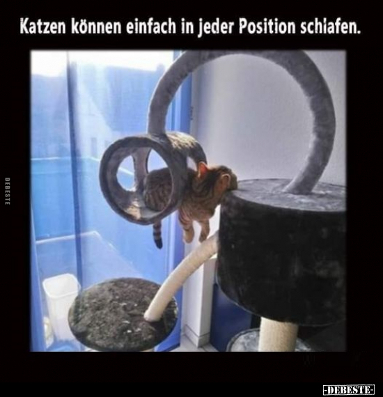 Katzen können einfach in jeder Position schlafen... - Lustige Bilder | DEBESTE.de