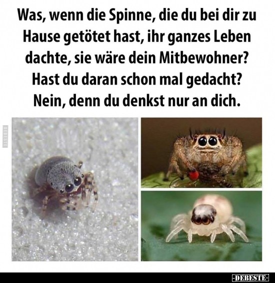 Was, wenn die Spinne, die du bei dir zu Hause getötet hast.. - Lustige Bilder | DEBESTE.de