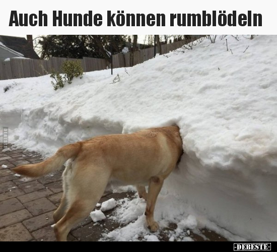Auch Hunde können rumblödeln.. - Lustige Bilder | DEBESTE.de