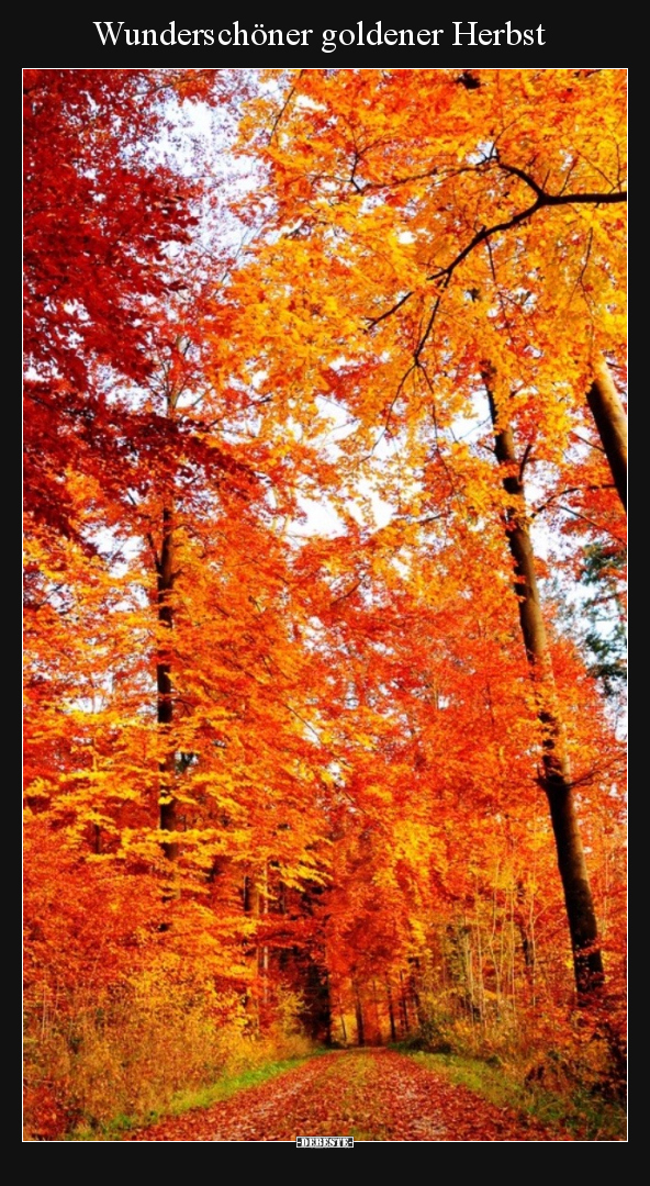 Wunderschöner goldener Herbst.. - Lustige Bilder | DEBESTE.de