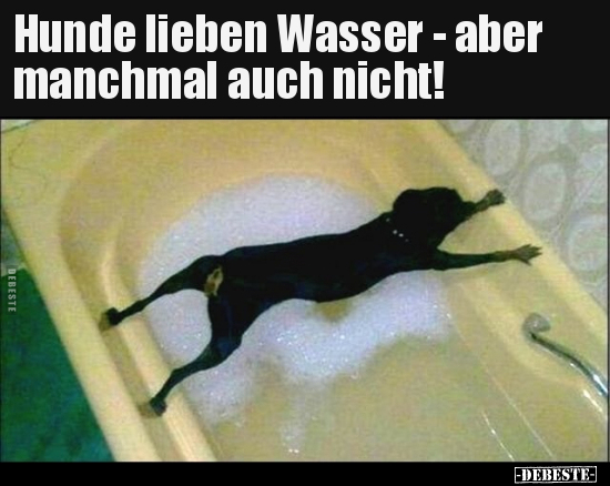 Hunde lieben Wasser - aber manchmal auch nicht!.. - Lustige Bilder | DEBESTE.de