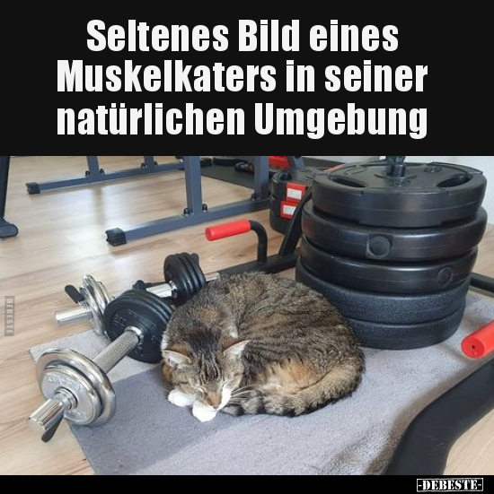 Seltenes Bild eines Muskelkaters in seiner natürlichen.. - Lustige Bilder | DEBESTE.de