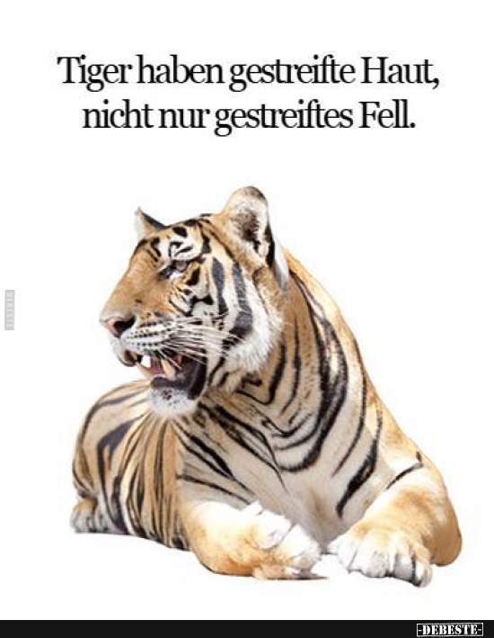 Tiger haben nicht nur ein gestreiftes Fell - Lustige Bilder | DEBESTE.de