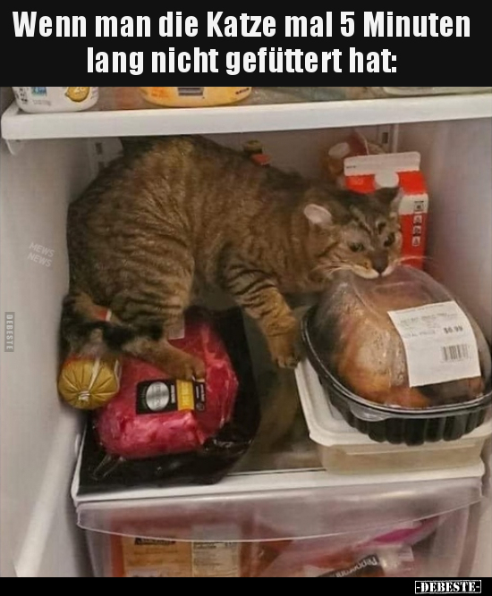 Wenn man die Katze mal 5 Minuten lang nicht gefüttert.. - Lustige Bilder | DEBESTE.de
